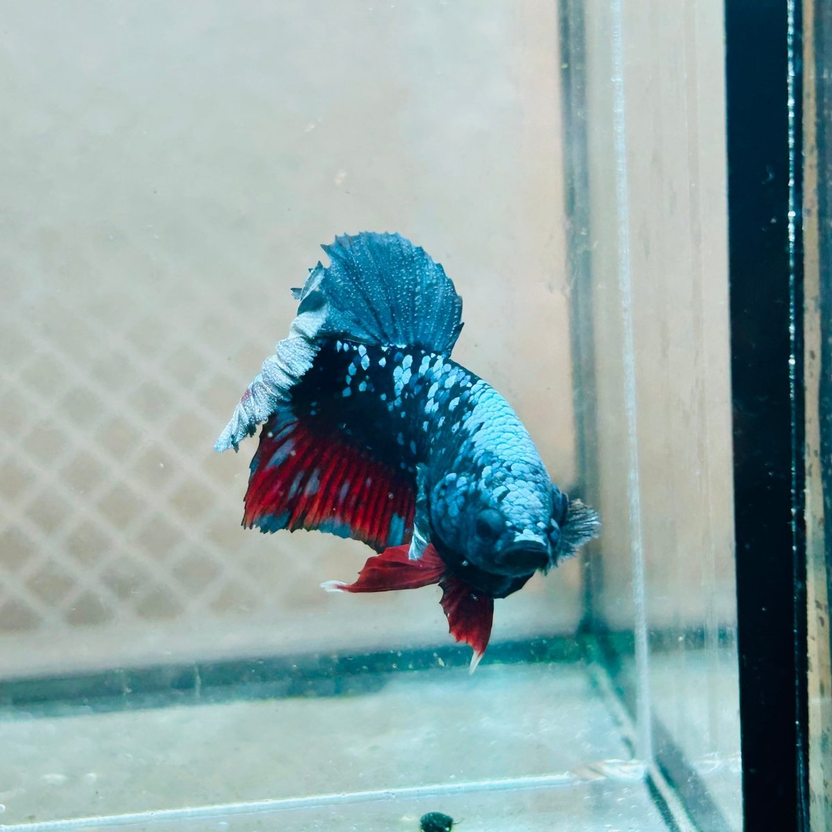 Betta Avatar Nebula Male Plakat #140