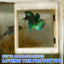 Betta Crib - For Breeding or Hiding Place