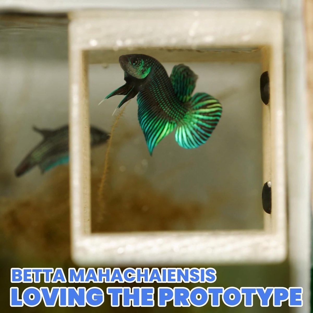Thức ăn cho cá Betta Guppy