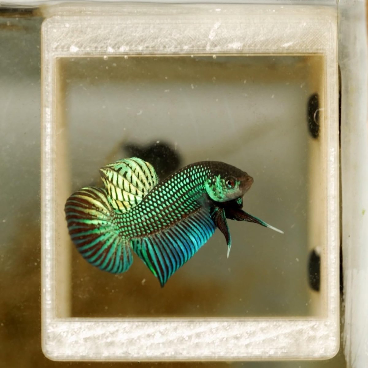 Thức ăn cho cá Betta Guppy