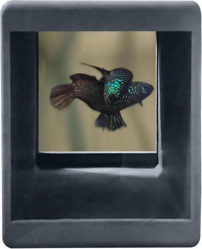 Betta Crib - For Breeding or Hiding Place