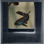 Betta Crib - For Breeding or Hiding Place