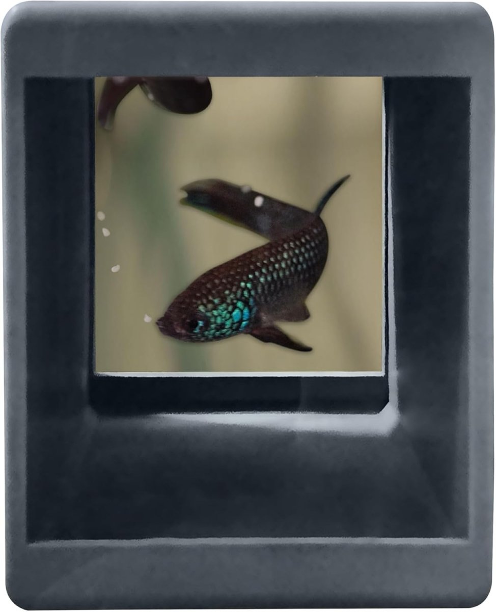 Thức ăn cho cá Betta Guppy