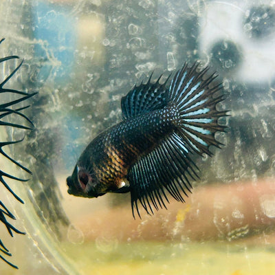Betta Female Black Orchid Crowntail 183