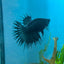 Betta Female Crowntail Black Orchid King 165