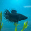 Betta Female Crowntail Black Orchid King 165