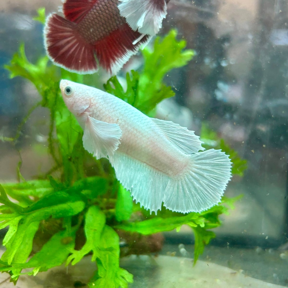 Betta Female Dumbo Halfmoon White Platinum 190