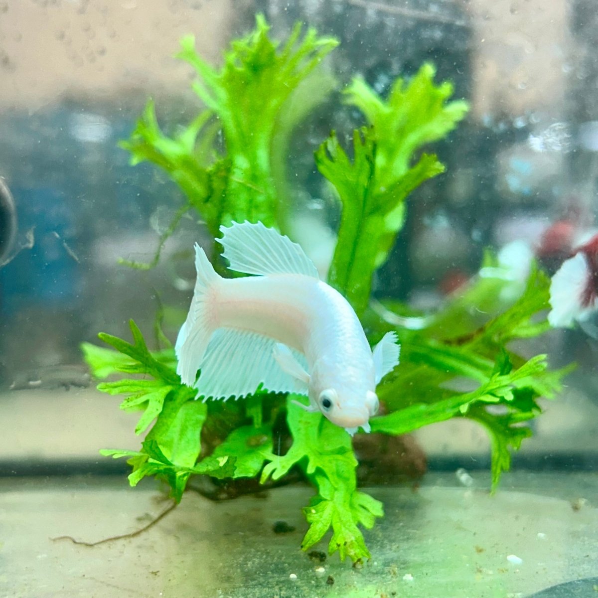 Betta Female Dumbo Halfmoon White Platinum 190