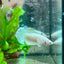 Betta Female Dumbo Halfmoon White Platinum 190