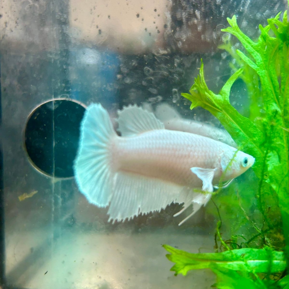 Betta Female Dumbo Halfmoon White Platinum 190