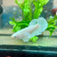 Betta Female Dumbo Halfmoon White Platinum 190