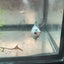 Betta Female Halfmoon Copper Koi 044