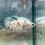Betta Female Halfmoon Copper Koi 044