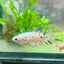 Betta Female Halfmoon Copper Koi 044