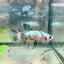 Betta Female Halfmoon Copper Koi 119