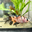 Betta Female Halfmoon Multicolor Nemo S72