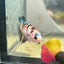 Betta Female Halfmoon Multicolor Nemo S72