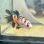 Betta Female Halfmoon Multicolor Nemo S72