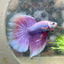 Betta Female Halfmoon Purple Pink 021