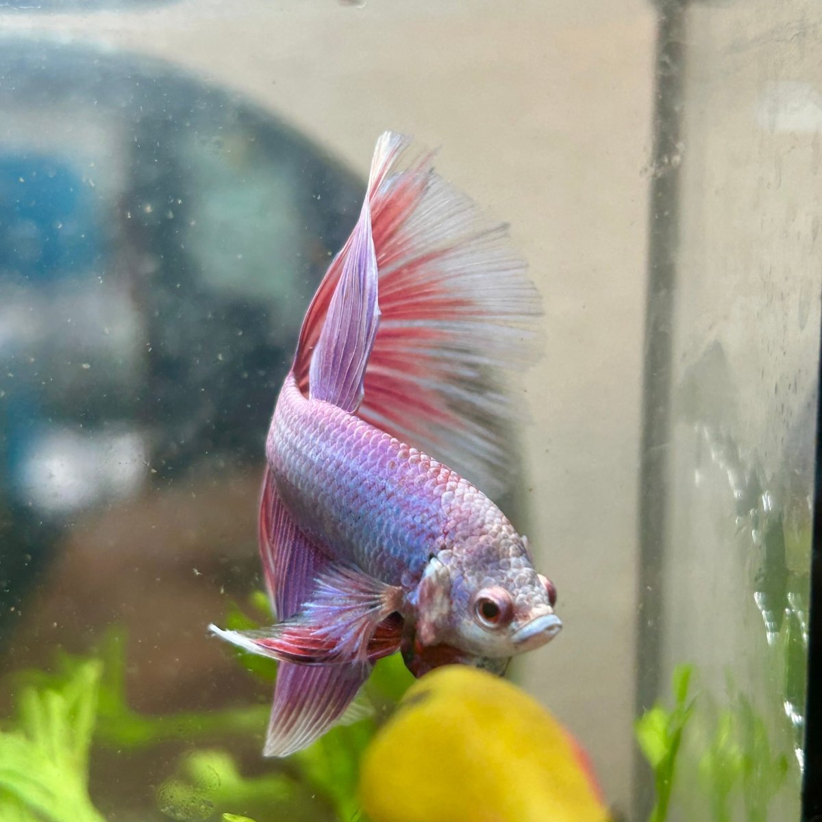 Betta Female Halfmoon Purple Pink 021