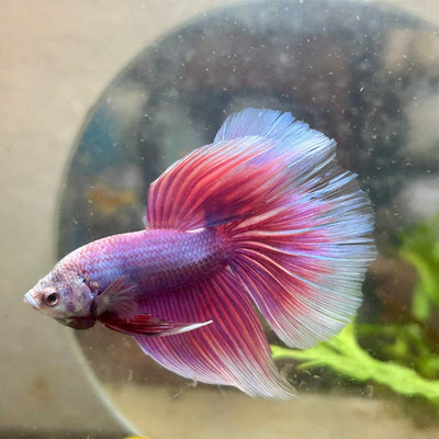 Betta Female Halfmoon Purple Pink 021