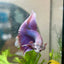 Betta Female Halfmoon Purple Pink 021