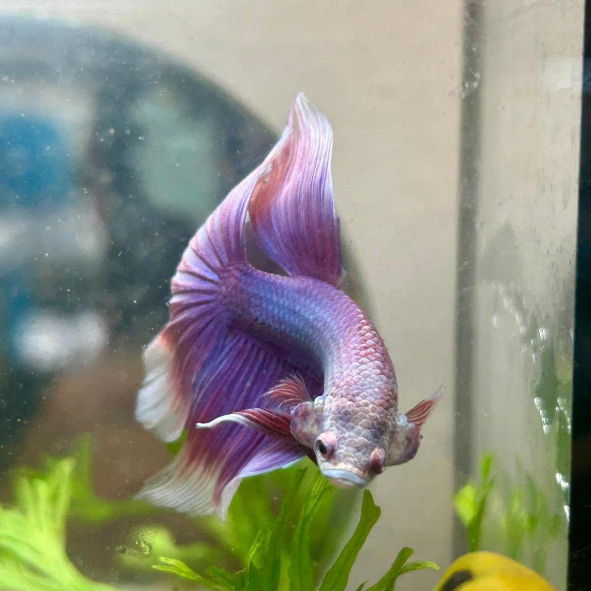 Betta Female Halfmoon Purple Pink 021