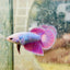 Betta Female Halfmoon Purple Pink 080