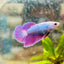 Betta Female Halfmoon Purple Pink 080