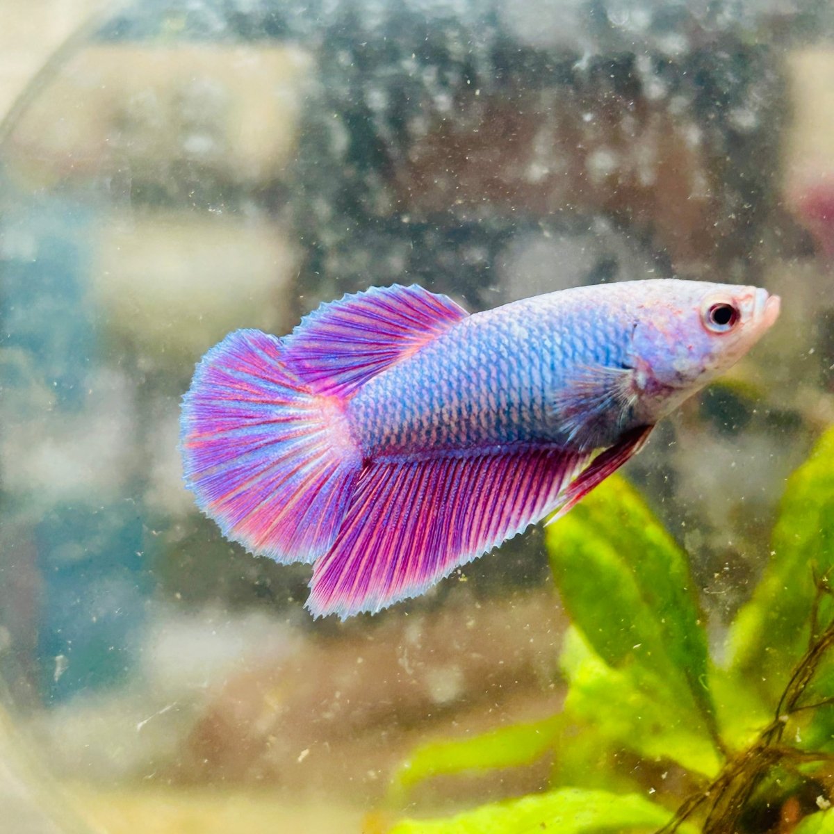 Betta Female Halfmoon Purple Pink 080