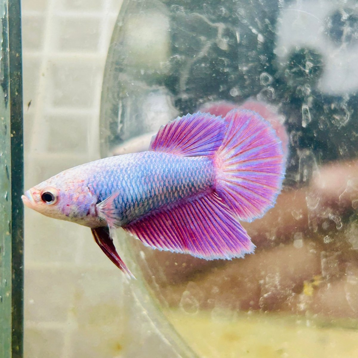 Betta Female Halfmoon Purple Pink 080