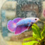 Betta Female Halfmoon Purple Pink 080