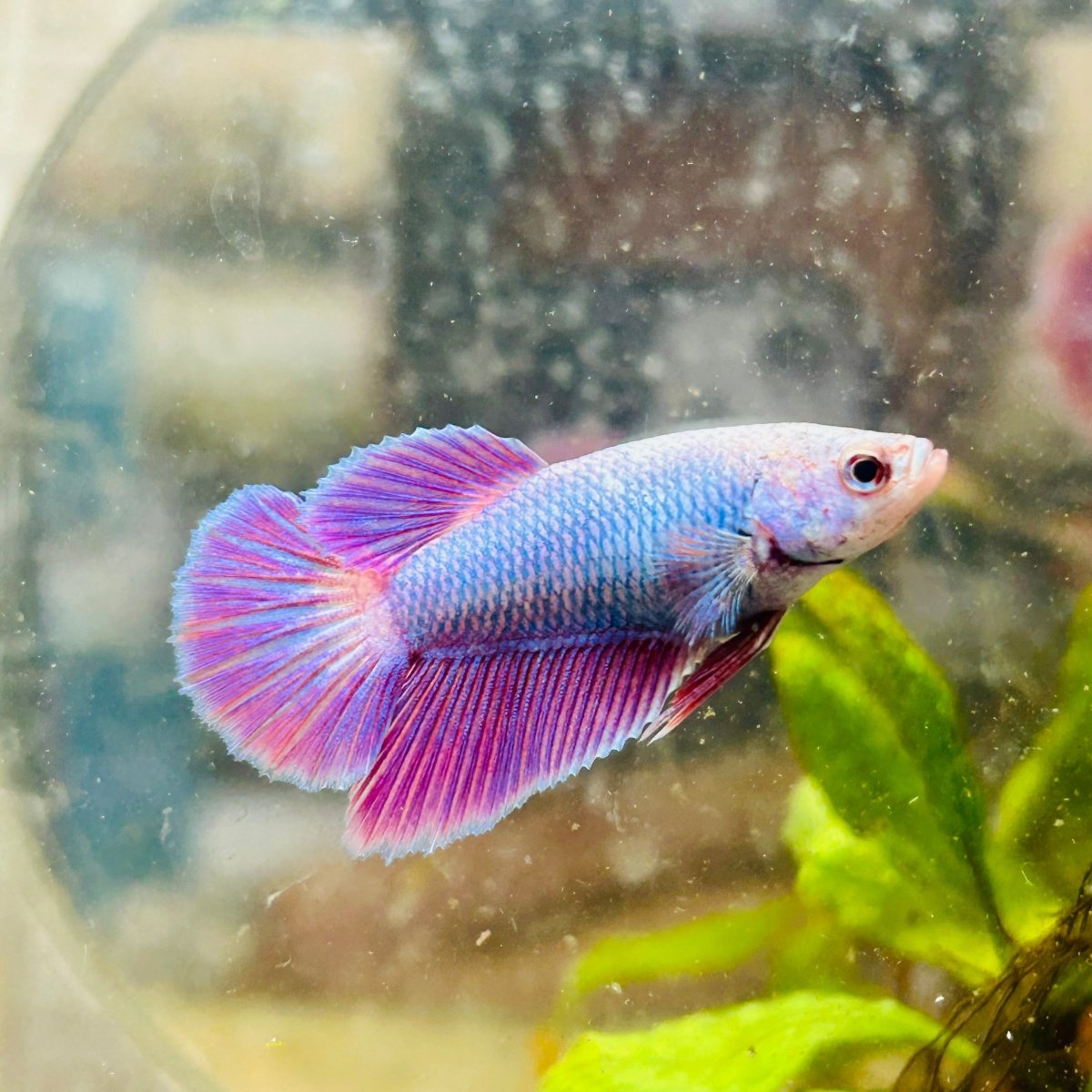 Betta Female Halfmoon Purple Pink 080