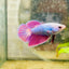 Betta Female Halfmoon Purple Pink 080