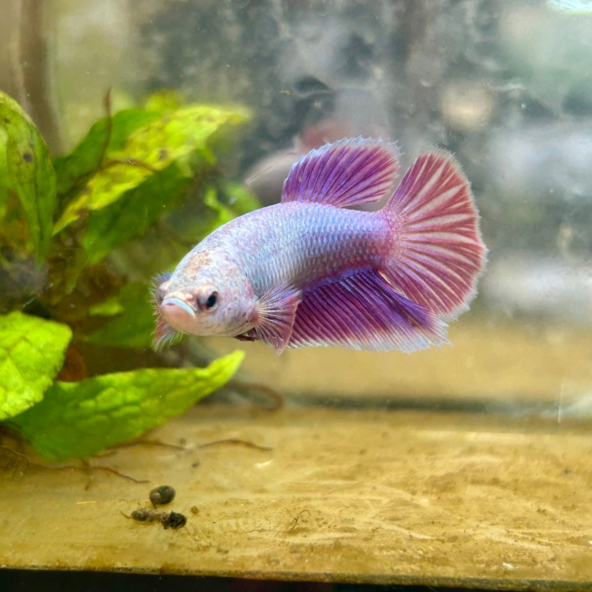 Betta Female Halfmoon Purple Pink 087 Live Betta Fish Female betta