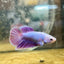 Betta Female Halfmoon Purple Pink 087 Live Betta Fish Female betta