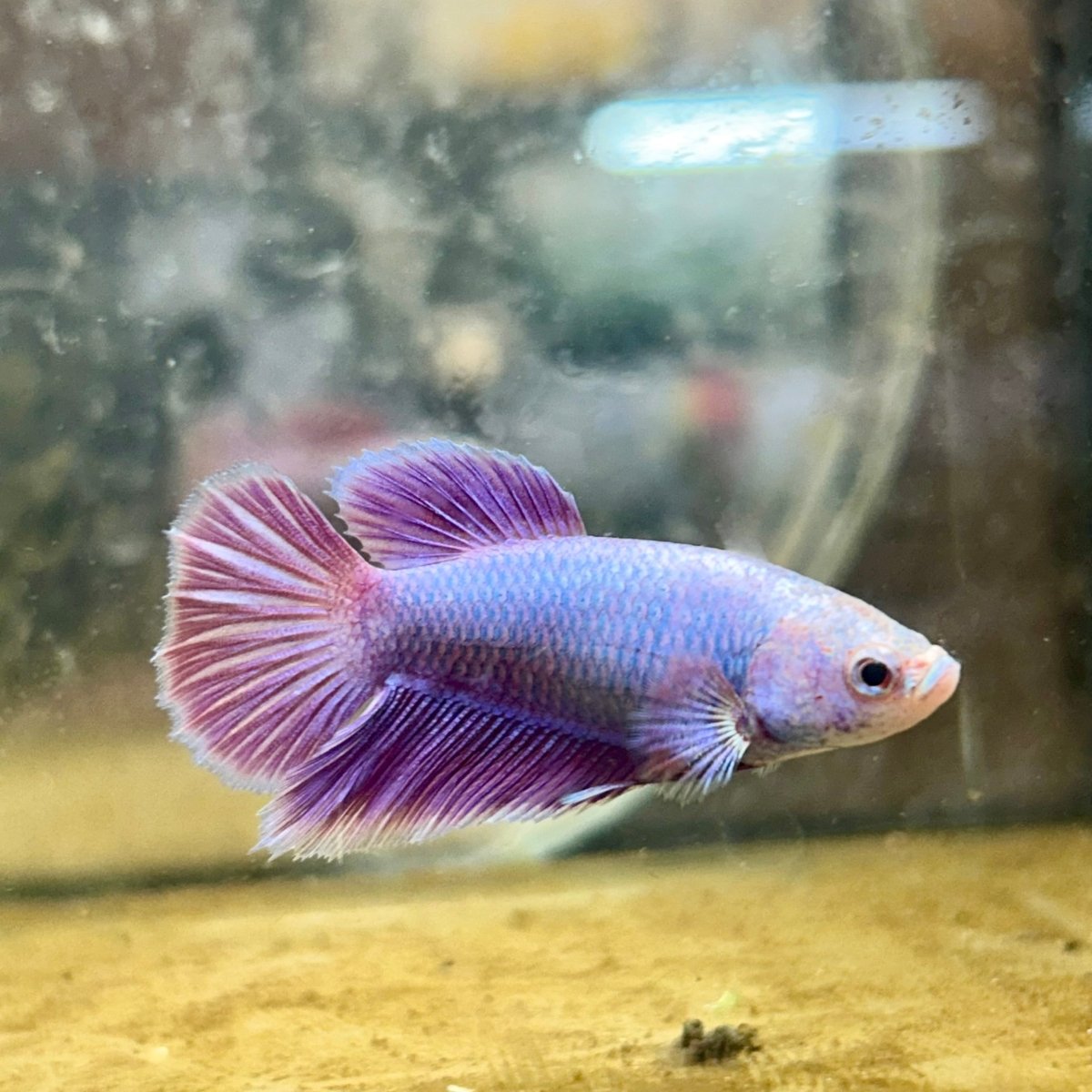 Betta Female Halfmoon Purple Pink 087 Live Betta Fish Female betta