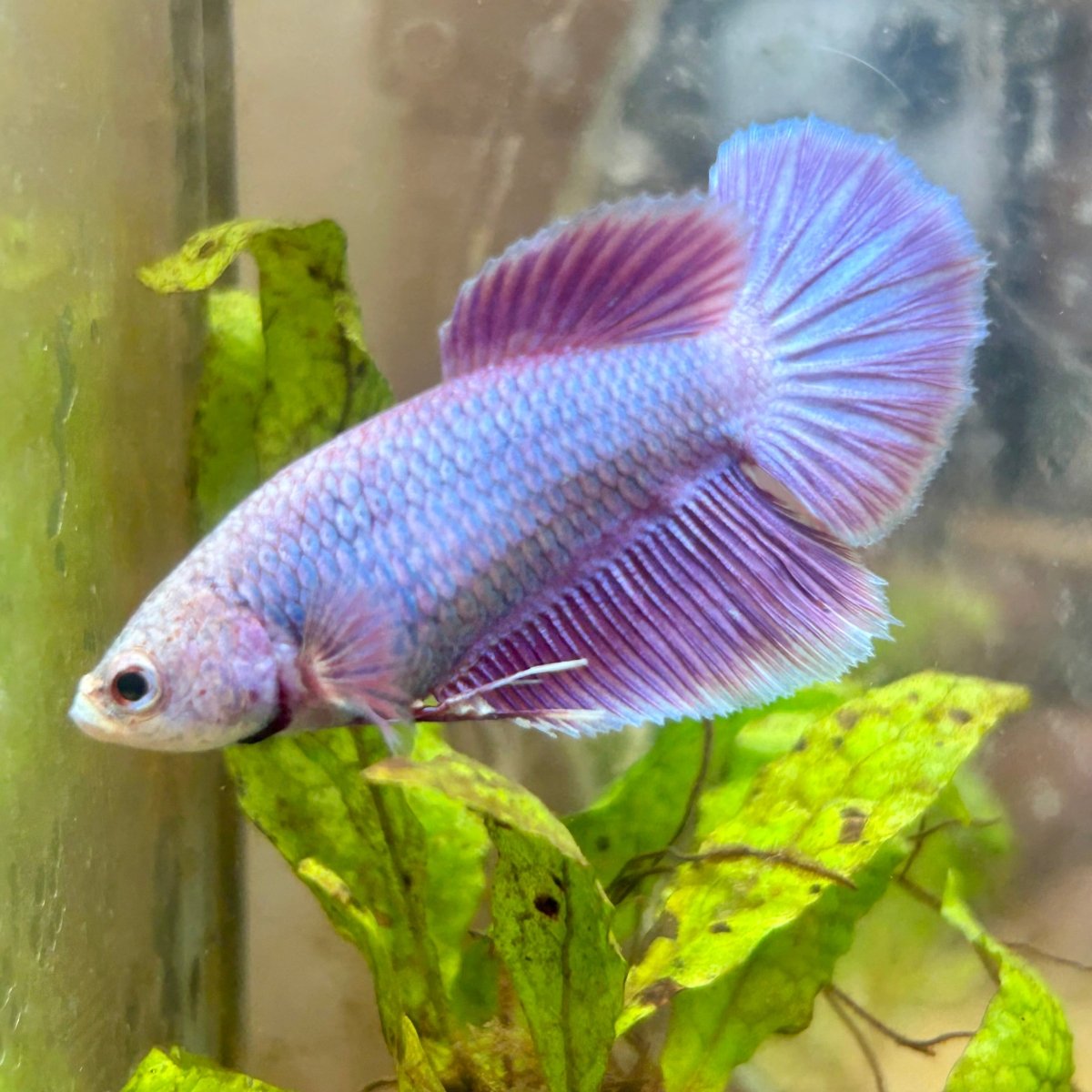 Betta Female Halfmoon Purple Pink 087 Live Betta Fish Female betta