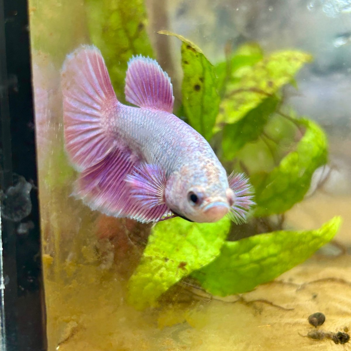 Betta Female Halfmoon Purple Pink 087 Live Betta Fish Female betta
