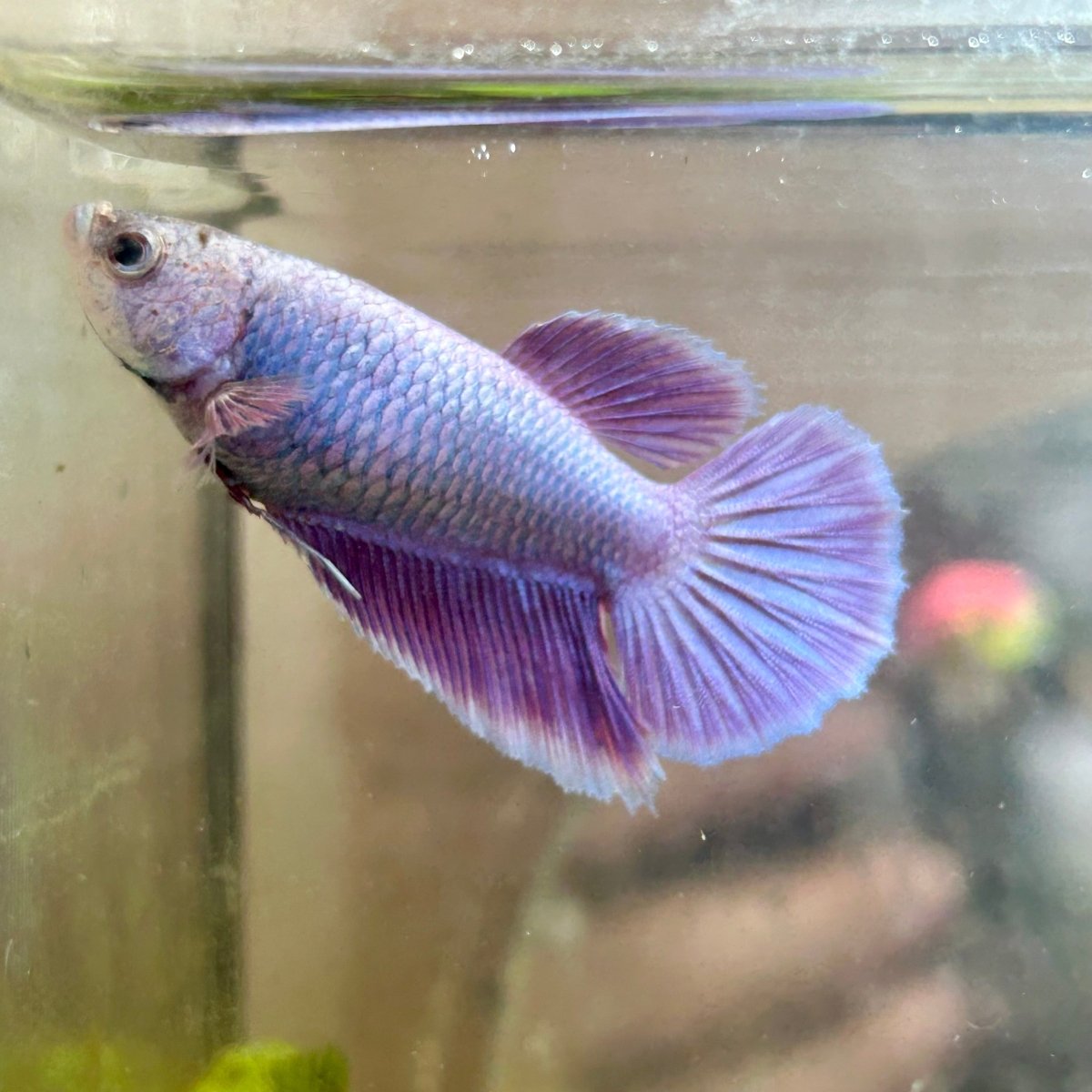 Betta Female Halfmoon Purple Pink 087 Live Betta Fish Female betta