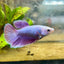 Betta Female Halfmoon Purple Pink 087 Live Betta Fish Female betta