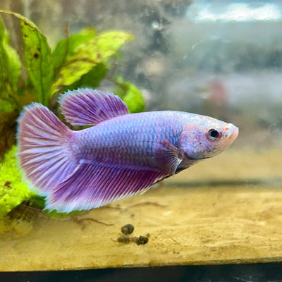 Betta Female Halfmoon Purple Pink 087 Live Betta Fish Female betta