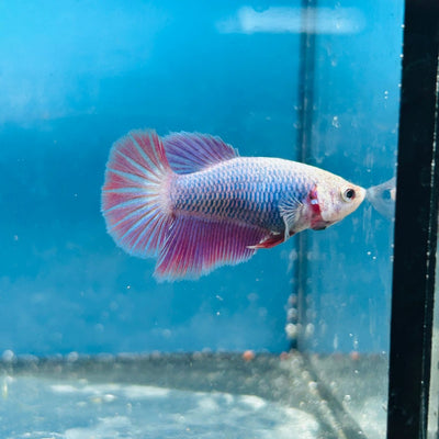Betta Female Halfmoon Purple Pink 096