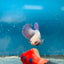 Betta Female Halfmoon Purple Pink 096