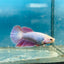 Betta Female Halfmoon Purple Pink 096