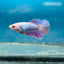 Betta Female Halfmoon Purple Pink 096