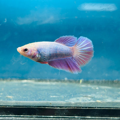 Betta Female Halfmoon Purple Pink 096