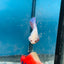 Betta Female Halfmoon Purple Pink 096