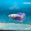 Betta Female Halfmoon Purple Pink 096