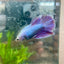 Betta Female Halfmoon Purple Pink 124